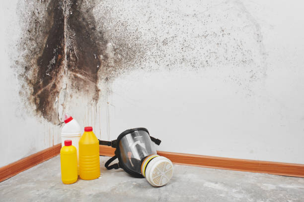 Best Best Mold Removal Companies  in Dent, OH
