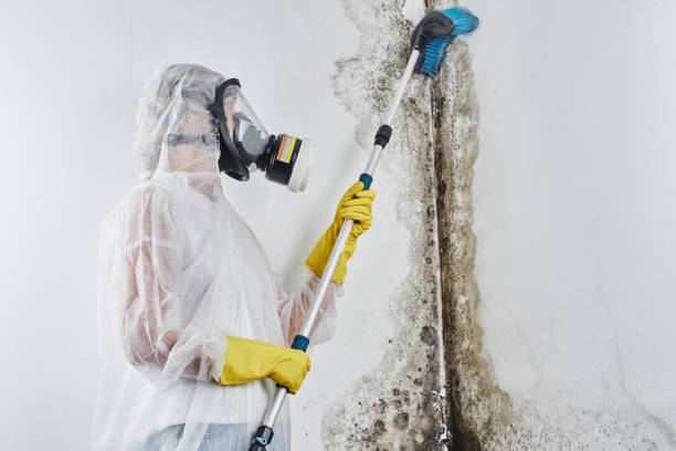 Best Home Mold Removal  in Dent, OH