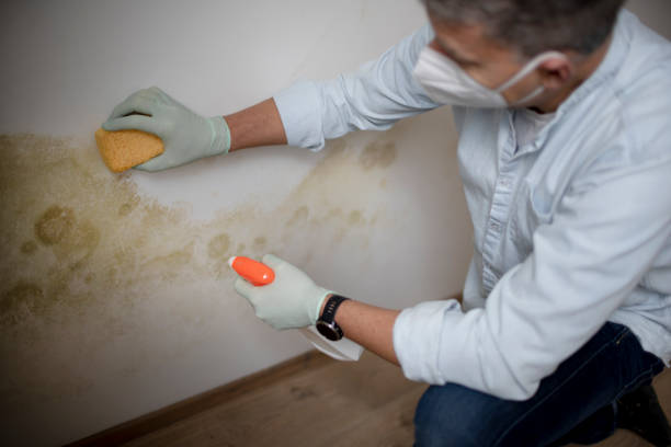 Mold Removal and Inspection in Dent, OH