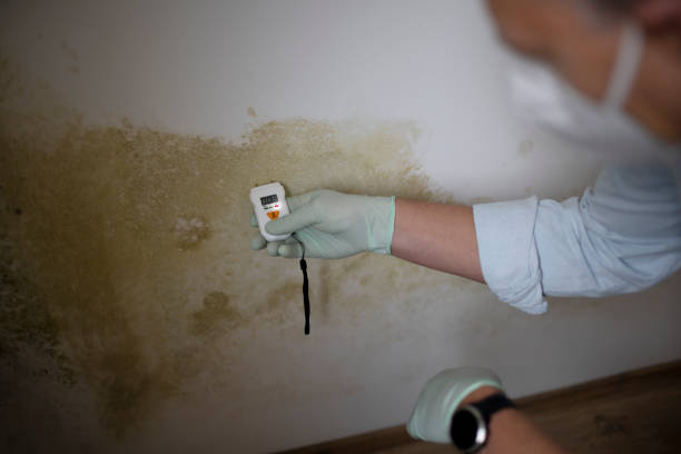 Best Residential Mold Removal  in Dent, OH