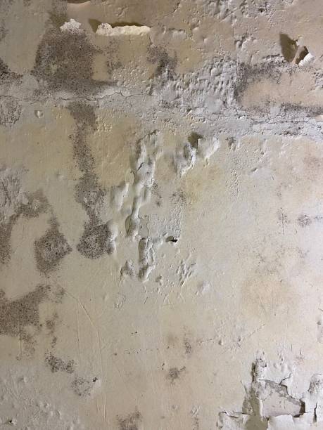 Attic Mold Removal in Dent, OH