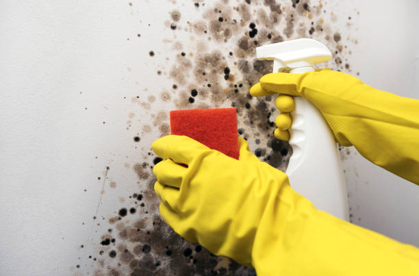 Best Professional Mold Removal  in Dent, OH