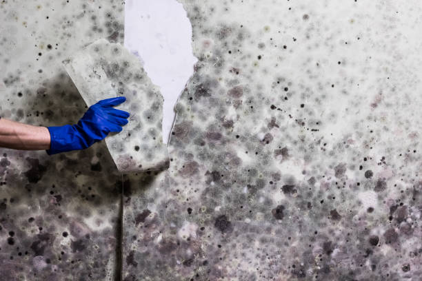 Best Toxic Mold Removal  in Dent, OH