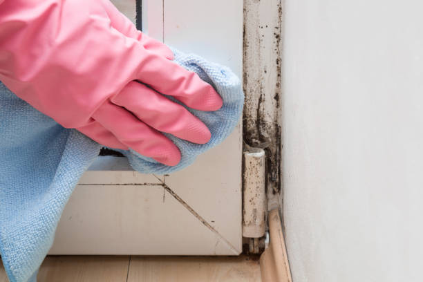 Best Certified Mold Removal  in Dent, OH