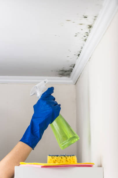 Best Best Mold Removal Companies  in Dent, OH